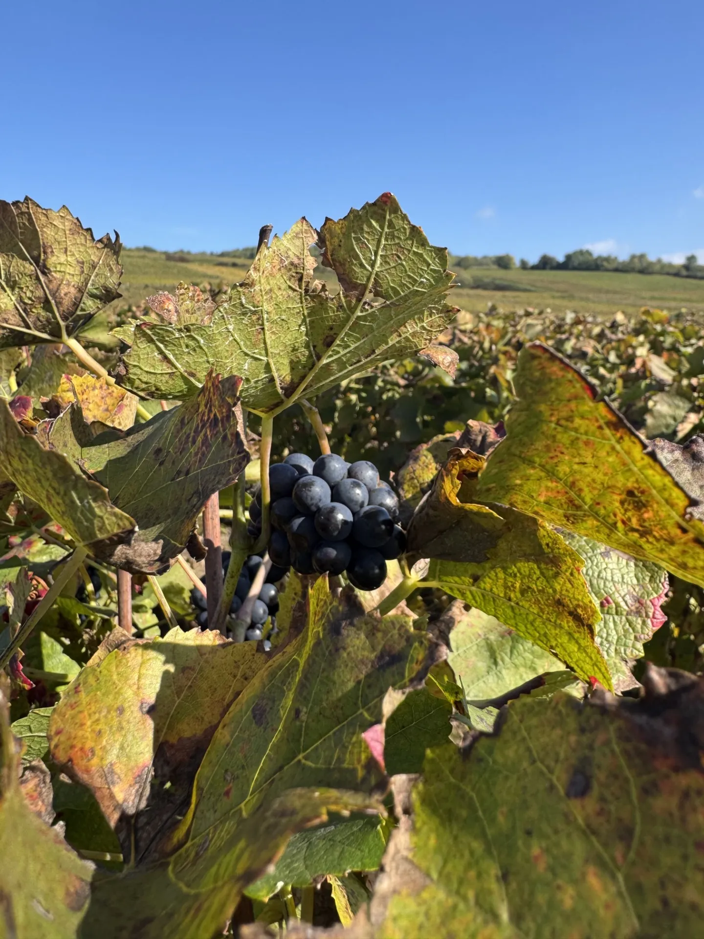 Vigneron champenois : un métier en mouvement